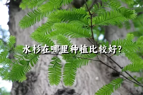 水杉在哪里种植比较好？