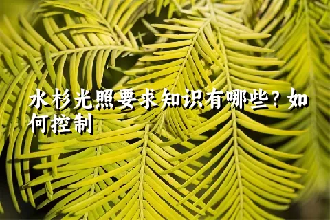 水杉光照要求知识有哪些？如何控制