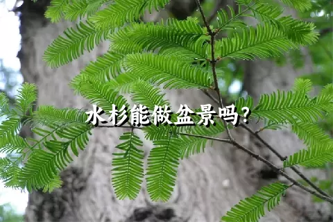 水杉能做盆景吗？