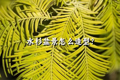 水杉盆景怎么造型？