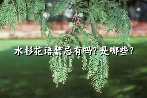 水杉花语禁忌有吗？是哪些？