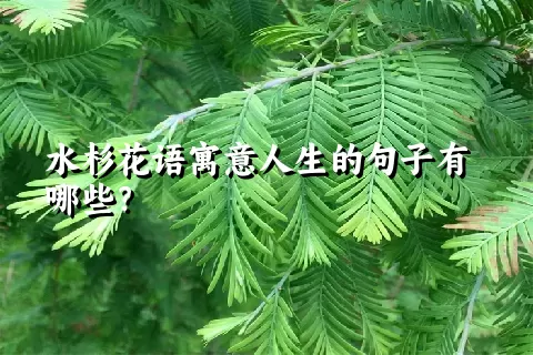 水杉花语寓意人生的句子有哪些？