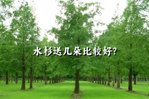 水杉送几朵比较好？