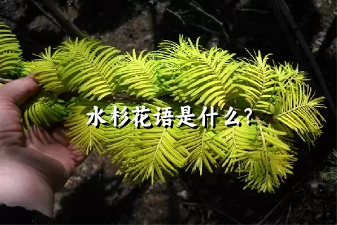 水杉花语是什么？