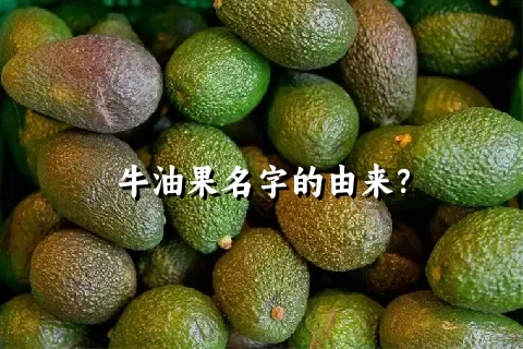 牛油果名字的由来？