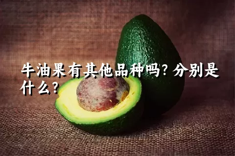 牛油果有其他品种吗？分别是什么？