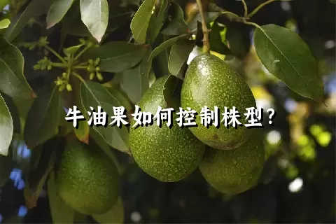 牛油果如何控制株型？