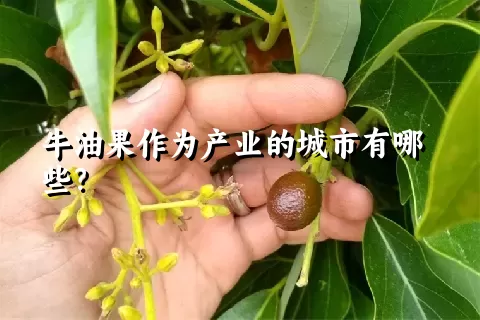 牛油果作为产业的城市有哪些？