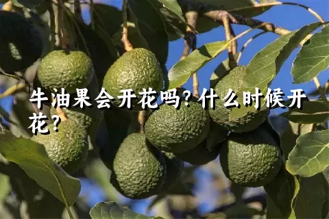 牛油果会开花吗？什么时候开花？