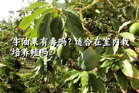 牛油果有毒吗？适合在室内栽培养殖吗？