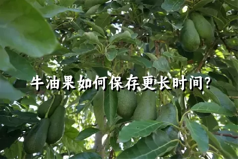 牛油果如何保存更长时间？