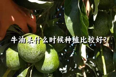 牛油果什么时候种植比较好？