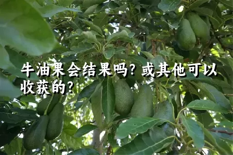 牛油果会结果吗？或其他可以收获的？