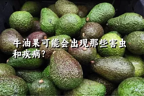 牛油果可能会出现那些害虫和疾病？