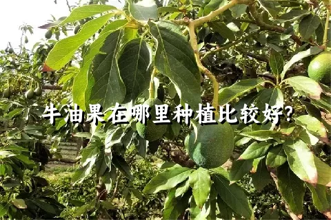 牛油果在哪里种植比较好？