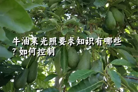 牛油果光照要求知识有哪些？如何控制