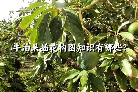 牛油果插花构图知识有哪些？