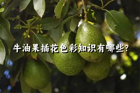 牛油果插花色彩知识有哪些？