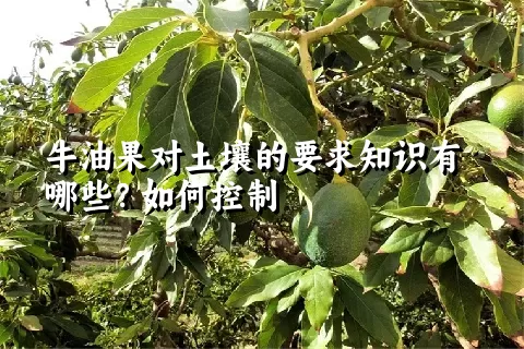 牛油果对土壤的要求知识有哪些？如何控制