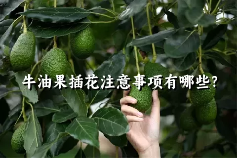 牛油果插花注意事项有哪些？