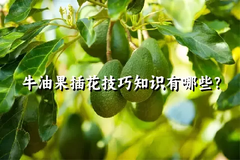 牛油果插花技巧知识有哪些？