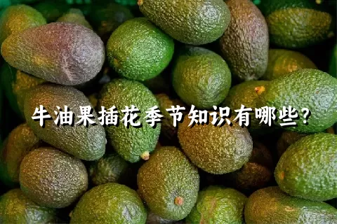 牛油果插花季节知识有哪些？