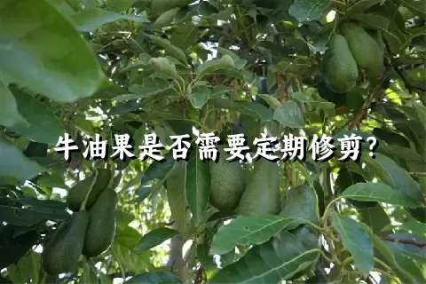 牛油果是否需要定期修剪？