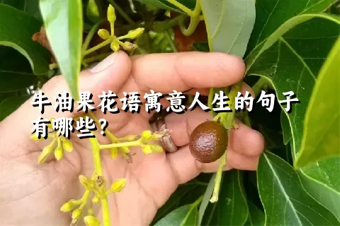 牛油果花语寓意人生的句子有哪些？