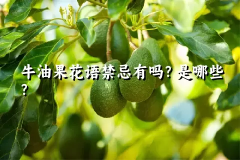 牛油果花语禁忌有吗？是哪些？