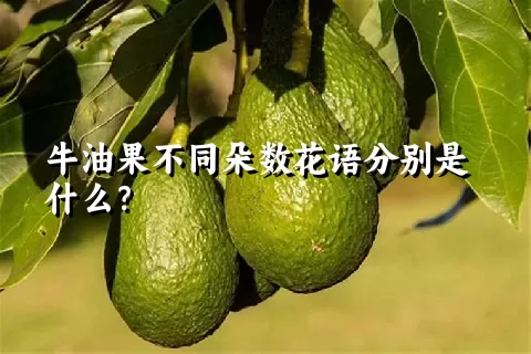 牛油果不同朵数花语分别是什么？