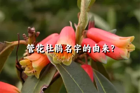 管花杜鹃名字的由来？