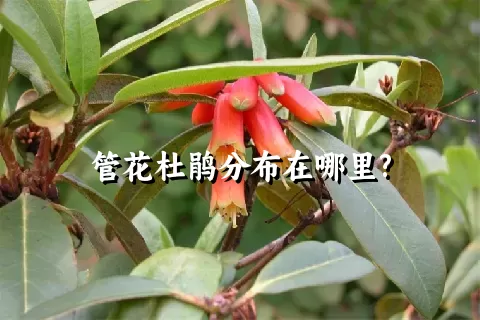 管花杜鹃分布在哪里?