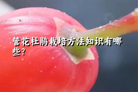 管花杜鹃栽培方法知识有哪些？