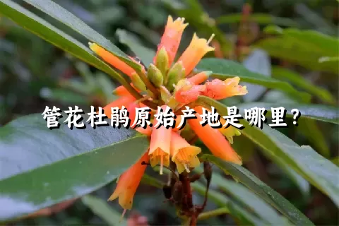 管花杜鹃原始产地是哪里？