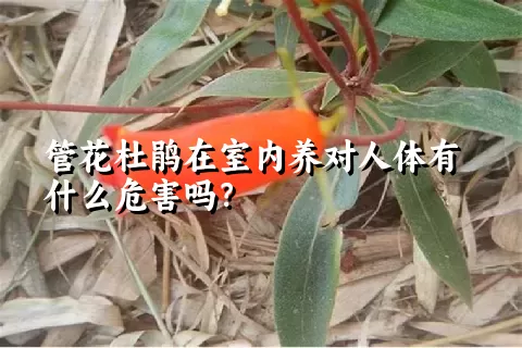 管花杜鹃在室内养对人体有什么危害吗？