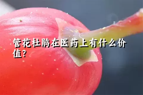 管花杜鹃在医药上有什么价值？