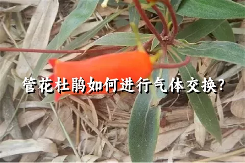 管花杜鹃如何进行气体交换？