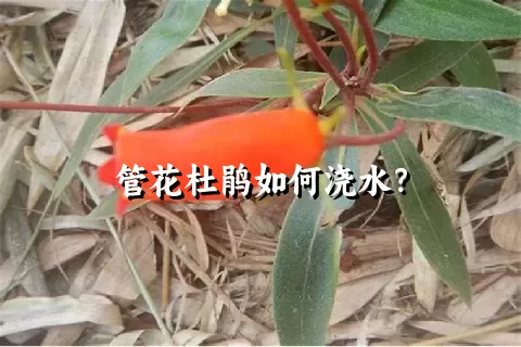 管花杜鹃如何浇水？