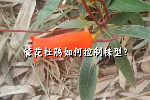 管花杜鹃如何控制株型？