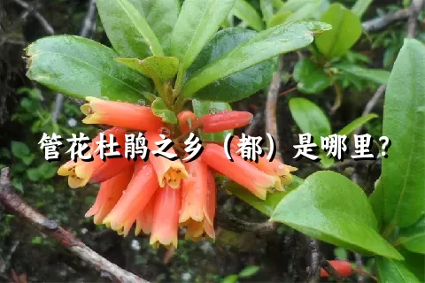 管花杜鹃之乡（都）是哪里？