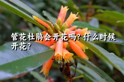 管花杜鹃会开花吗？什么时候开花？