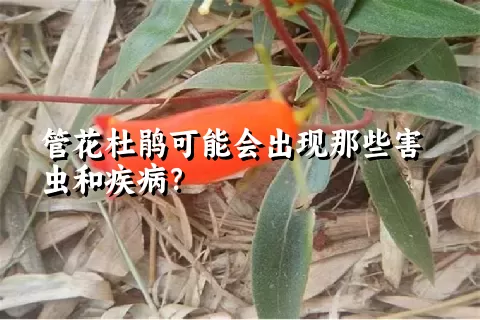 管花杜鹃可能会出现那些害虫和疾病？