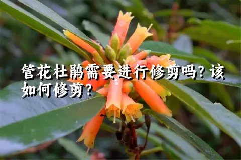 管花杜鹃需要进行修剪吗？该如何修剪？