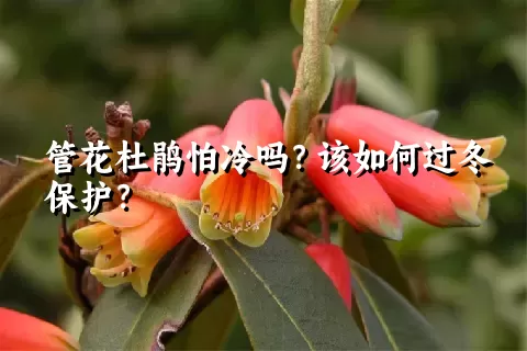 管花杜鹃怕冷吗？该如何过冬保护？