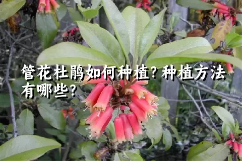 管花杜鹃如何种植？种植方法有哪些？