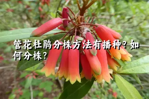 管花杜鹃分株方法有播种？如何分株？