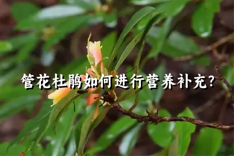 管花杜鹃如何进行营养补充？