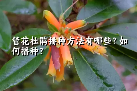 管花杜鹃播种方法有哪些？如何播种？