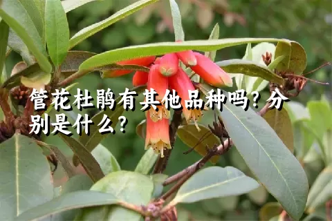 管花杜鹃有其他品种吗？分别是什么？