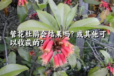 管花杜鹃会结果吗？或其他可以收获的？